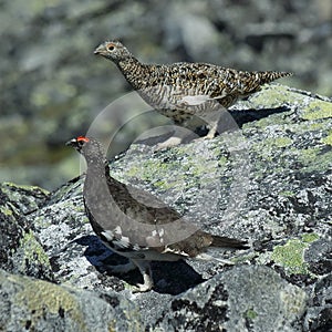 Grouse/Rype couple in Norwegian mountains