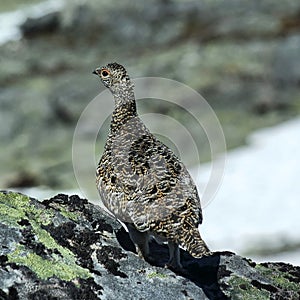 Grouse/Rype  in Norwegian mountains