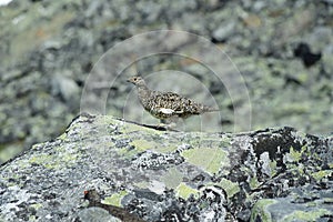 Grouse/Rype  in Norwegian mountains