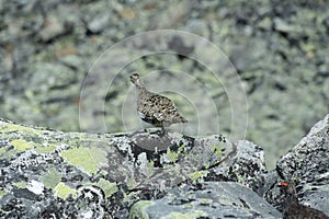 Grouse/Rype  in Norwegian mountains