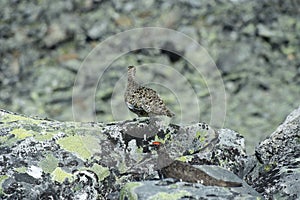 Grouse/Rype  in Norwegian mountains