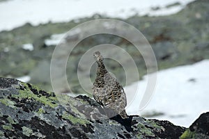 Grouse/Rype  in Norwegian mountains