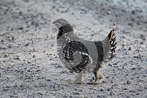 Grouse Stroll