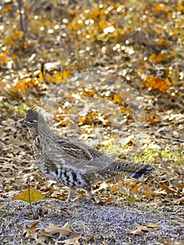 Grouse in the woods