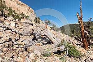 A grove of ancient Limber Pine and Bristle Cone Pine trees located in the Mosquito Range. The South Park National Heritage Area i