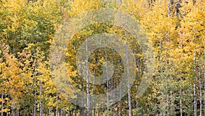 A grove of Aspen trees with changing leaves in autumn