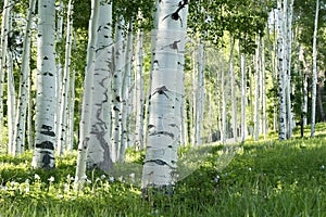 Grove of Aspen Trees and Columbine Flowers In Vail Colorado photo