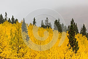 Yellow Fall Leaves Among Green Trees