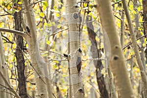 Grove of aspen trees, in early fall in Colorado - selective focus, useful for backgrounds