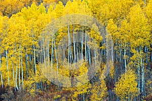 Grove of Aspen Trees in the Fall Season