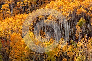 Grove of Aspen Trees with Golden leaves in Autumn