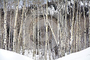 Grove of Aspen trees in Wasatch Mountain peaks in northern utah in the wintertime