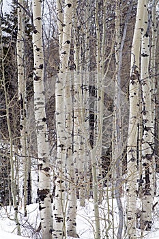 Grove of Aspen trees in Wasatch Mountain peaks in northern utah in the wintertime