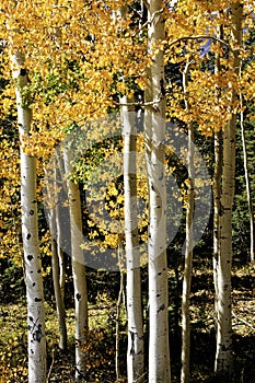 Grove of aspens