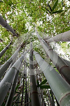 Grove of bamboo trees