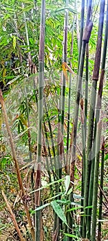 grove of bamboo trees in the forest