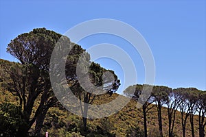 Beautiful trees in Cape Town photo
