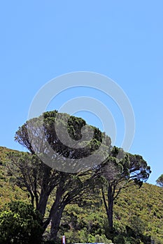 Beautiful trees in Cape Town photo