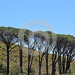 Beautiful trees in Cape Town photo