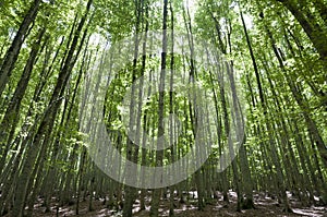 A grove of beech trees