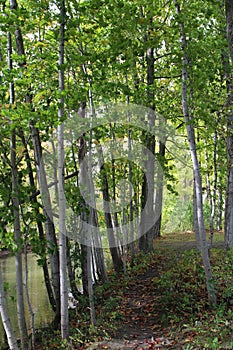 A grove of birch trees alongside a river in a forest at Petrifying Springs Park in Kenosha, Wisconsin