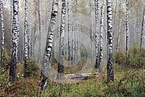 Grove of birch trees in early autumn, fall panorama