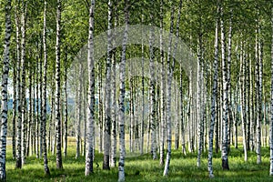 Grove of birch trees in summer with black and white trunks, green leafs and green grass on the forest floor