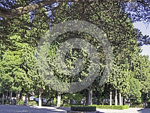 Grove of the Blas Infante promenade in Ronda, Malaga, Andalusia, Spain