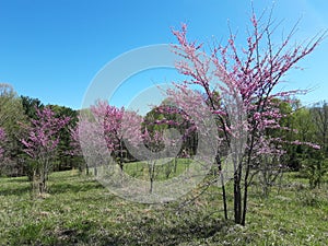 Grove of blooming Redbud trees
