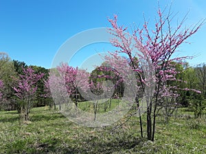 Grove of blooming Redbud trees photo
