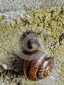 Grove brown-lipped land snail with blue grey body crawle on rough concrete wall