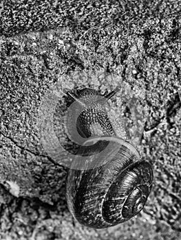 Grove brown-lipped land snail with blue grey body crawle on rough concrete wall