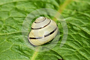 The Grove or Brown Lipped Snail - Cepaea Nemoralis