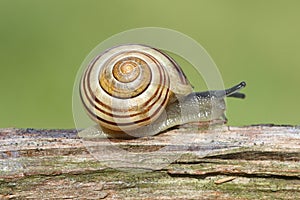 Grove or Brown-lipped Snail (Cepaea nemoralis) photo