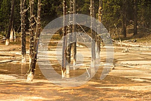 Grove of Burned Out Trees Yellowstone