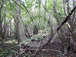 A grove consisting of young poplars