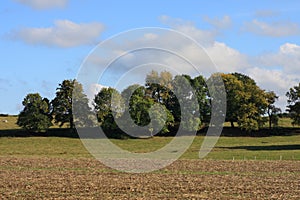 Grove and cultivated field in Aisne