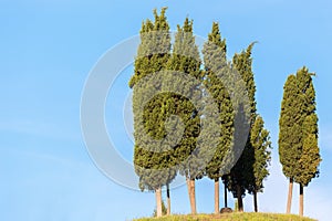 Grove of cypress trees on a hill