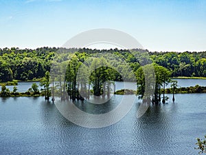 Grove of Cypress Trees in Lake with Blue Sky