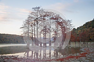 Grove Cypress Trees in Sukko Fall