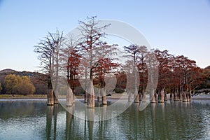 Grove Cypress Trees in Sukko Fall