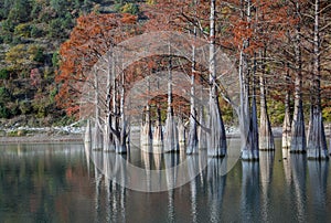 Grove Cypress Trees in Sukko Fall