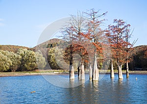 Grove Cypress Trees in Sukko Fall