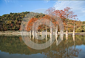 Grove Cypress Trees in Sukko Fall