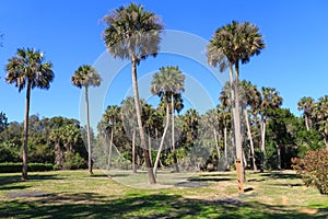 Grove of Florida Sabal Palms Trees