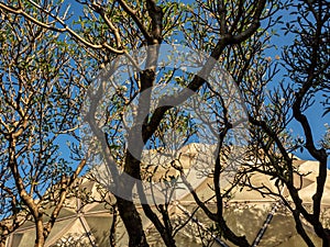 A grove of frangipani trees surrounds the desert plants dome