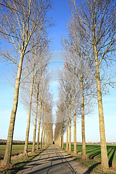 Grove in Gelderland, The Netherlands