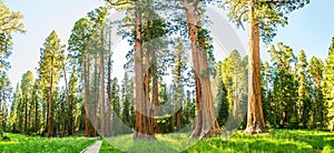 Grove with giant pine tree forest panorama