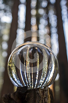 Grove of Giant Redwood Sequoia Trees Captured in Glass Globe Ball Reflection