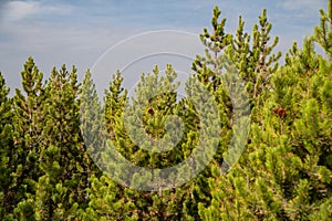 Grove of lodgepole pine trees in Yellowstone National Park
